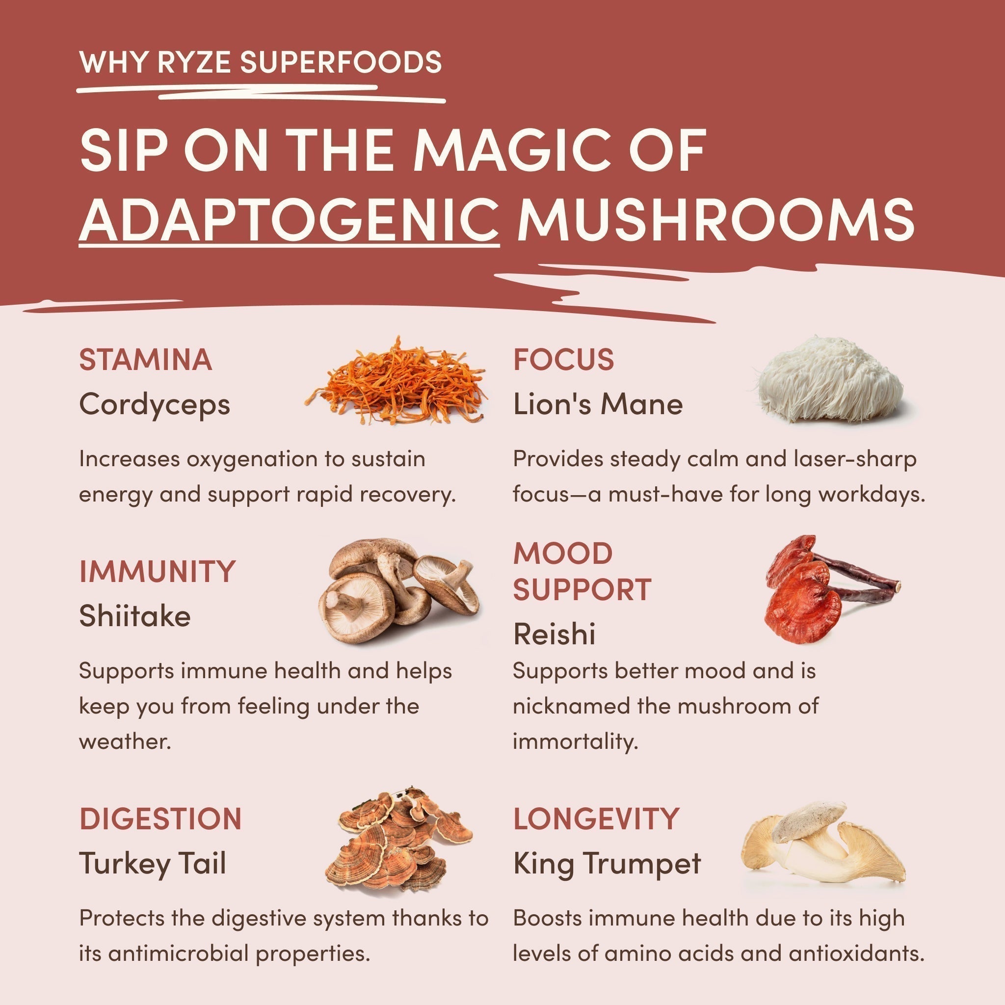 Mushroom Chicory ff 5y 0j
