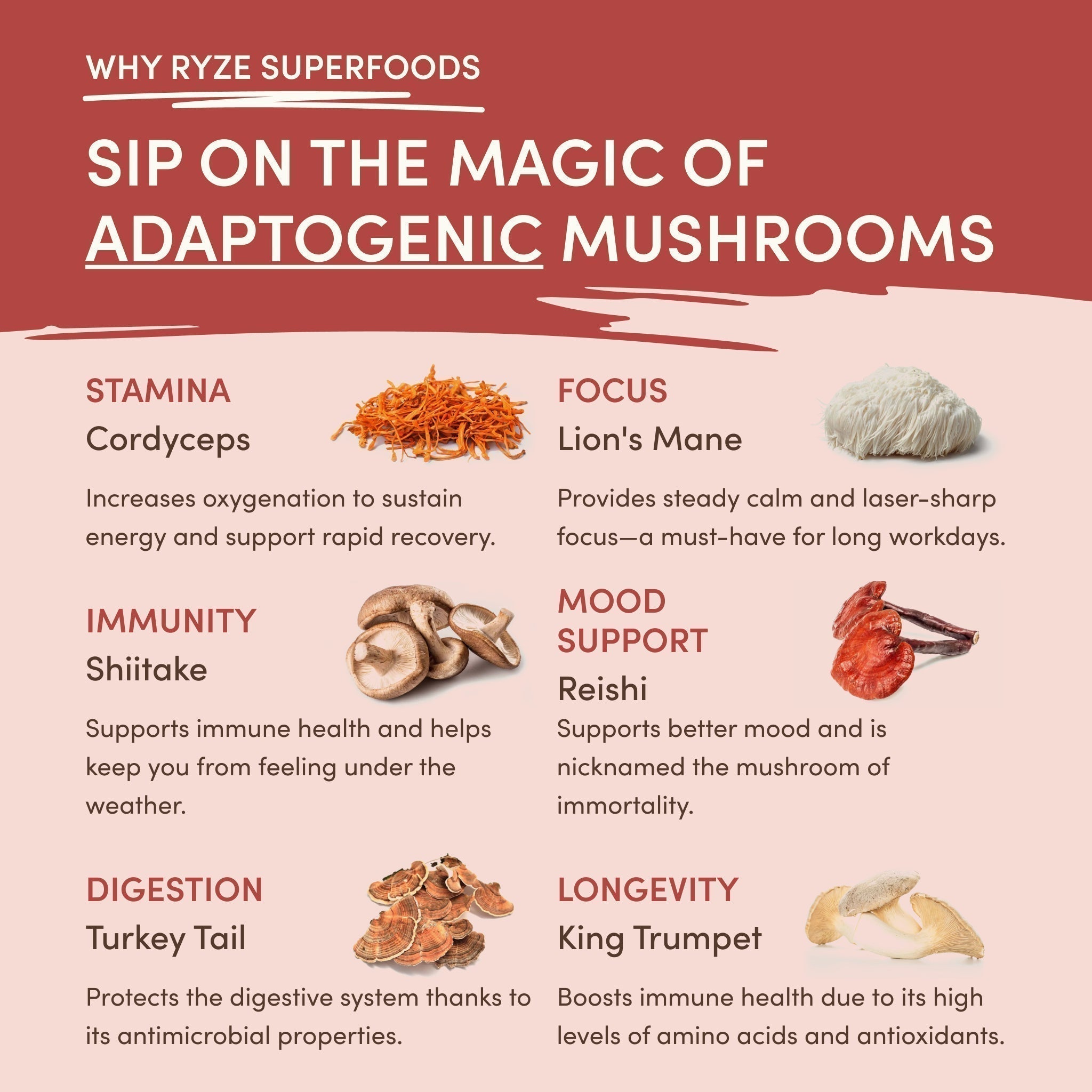 Mushroom Chai 69 wq ca